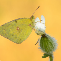 Colias