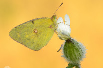 Colias