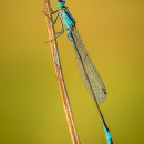 Damigella