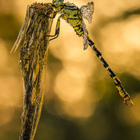 Dragonfly!