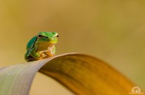 Hyla intermedia