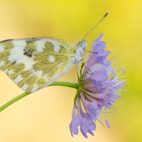 Pontia Edusa