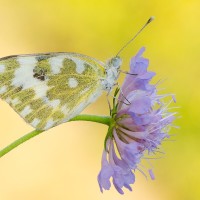 Pontia Edusa