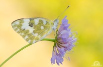 Pontia Edusa