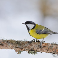 Cinciallegra (Parus major)