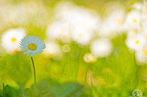 Arriva la primavera?