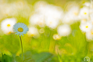 Arriva la Primavera?