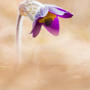 Stampa Pulsatilla