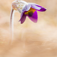 Stampa Pulsatilla