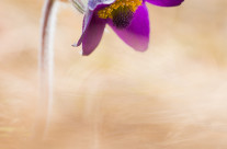 Pulsatilla