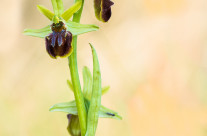 Ophrys sphegodes