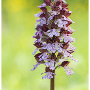 Orchis purpurea