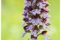 Orchis purpurea