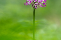 Orchis simia