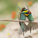 Bee-eaters