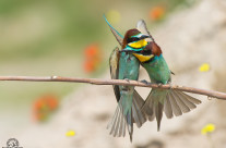 Bee-eaters