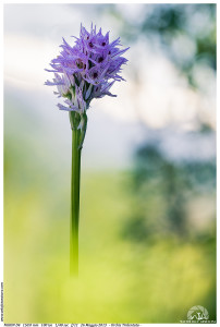 - Orchis Tridentata -