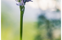 Orchis Tridentata