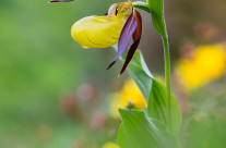 Cypripedium calceolus