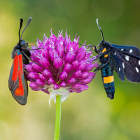 Amata phegea e Zygaena porpurea