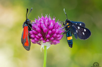 Amata phegea e Zygaena porpurea