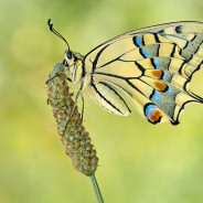 Papilio machaon