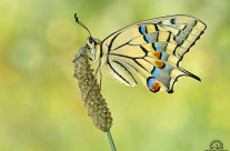 Papilio machaon