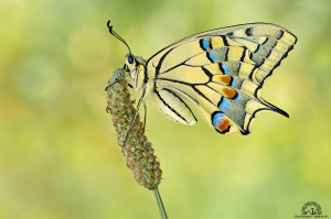 Papilio machaon