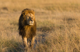 Wildlife