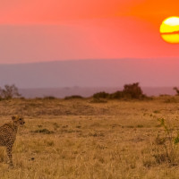 Mamma ghepardo al tramonto