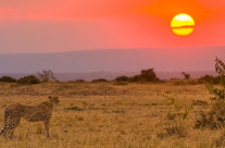 Mamma ghepardo al tramonto