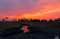 Musiara Marsh – Masai Mara