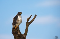 Augur buzzard (Lake Nakuru – Kenya)