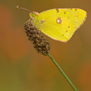 Colias