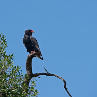 Falco giocoliere – Kenya