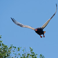 Falco giocoliere in volo – Kenya