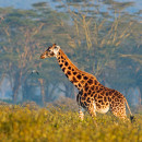Giraffa ambientata (e in dolce attesa)