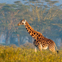 Giraffa ambientata (e in dolce attesa)