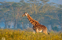 Giraffa ambientata (e in dolce attesa)