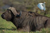 Il bufalo e l’airone guardabuoi