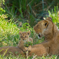 Mamma e cucciolo