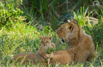 Mamma e cucciolo