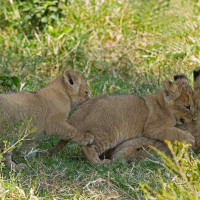 3 cuccioli