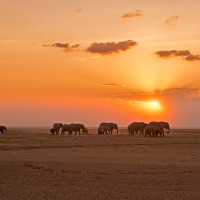 Elephant sunset