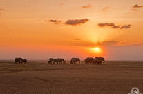 Elephant sunset