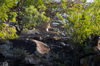 Leopardo a Nakuru