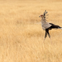 Serpentary bird