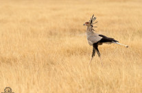 Serpentary bird