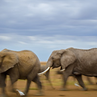 La corsa degli elefanti
