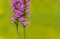 Copia di Gymnadenia conopsea